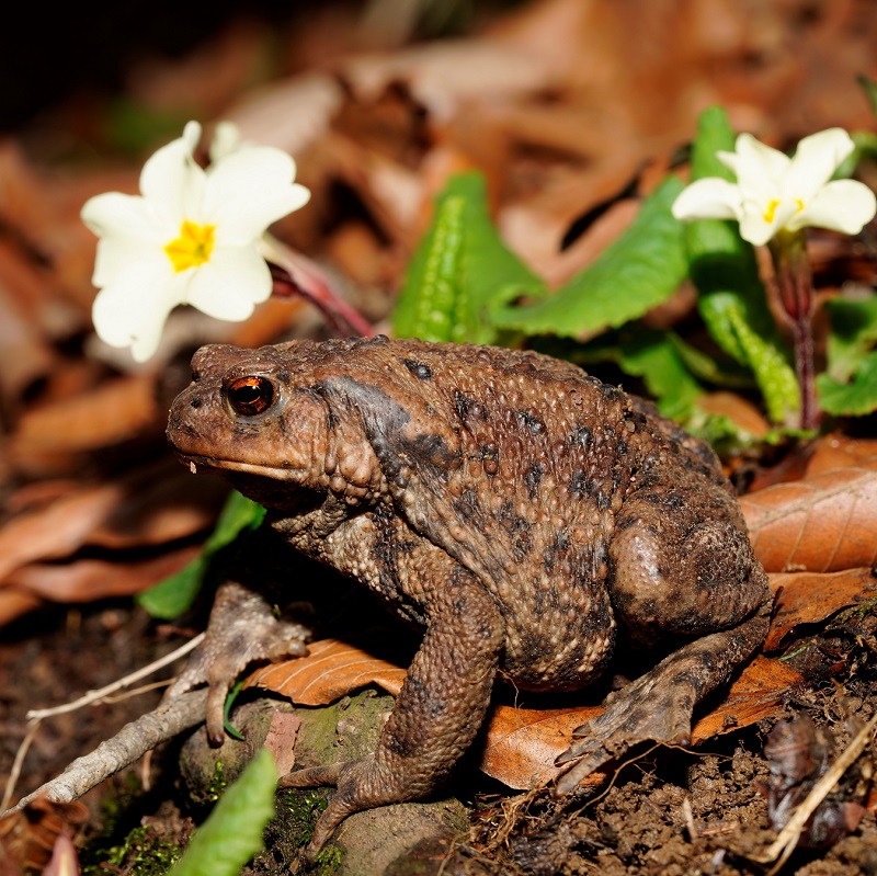 آغاز برنامه پایش و ارزیابی دوزیستان در جنگل تحقیقاتی دانشگاه تربیت مدرس